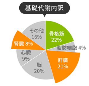 基礎代謝内訳